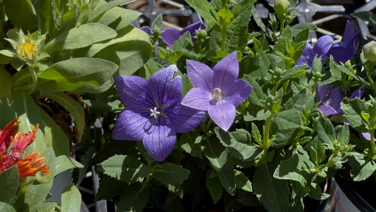Alessia Blue Bloom