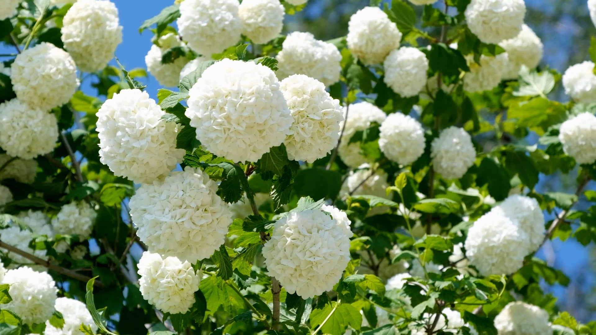 snowball