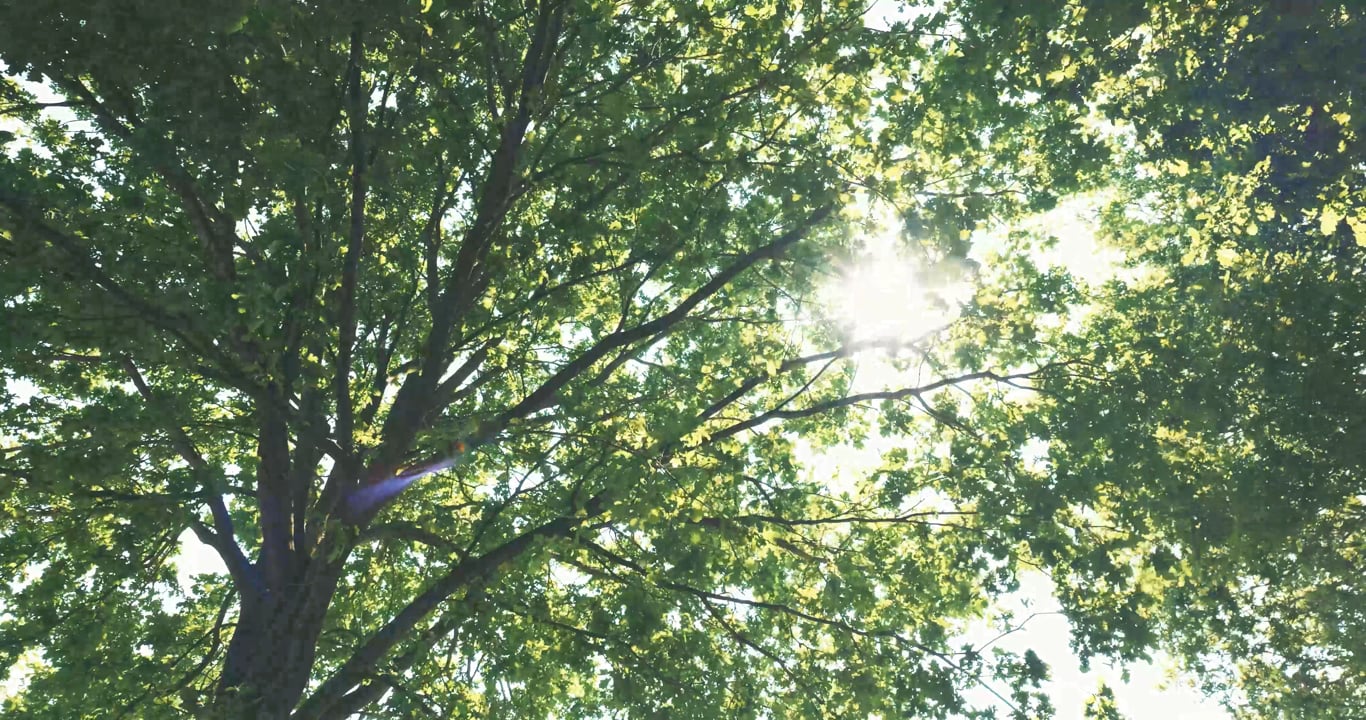 6,000+ Free Forest Stock Videos - Pixabay