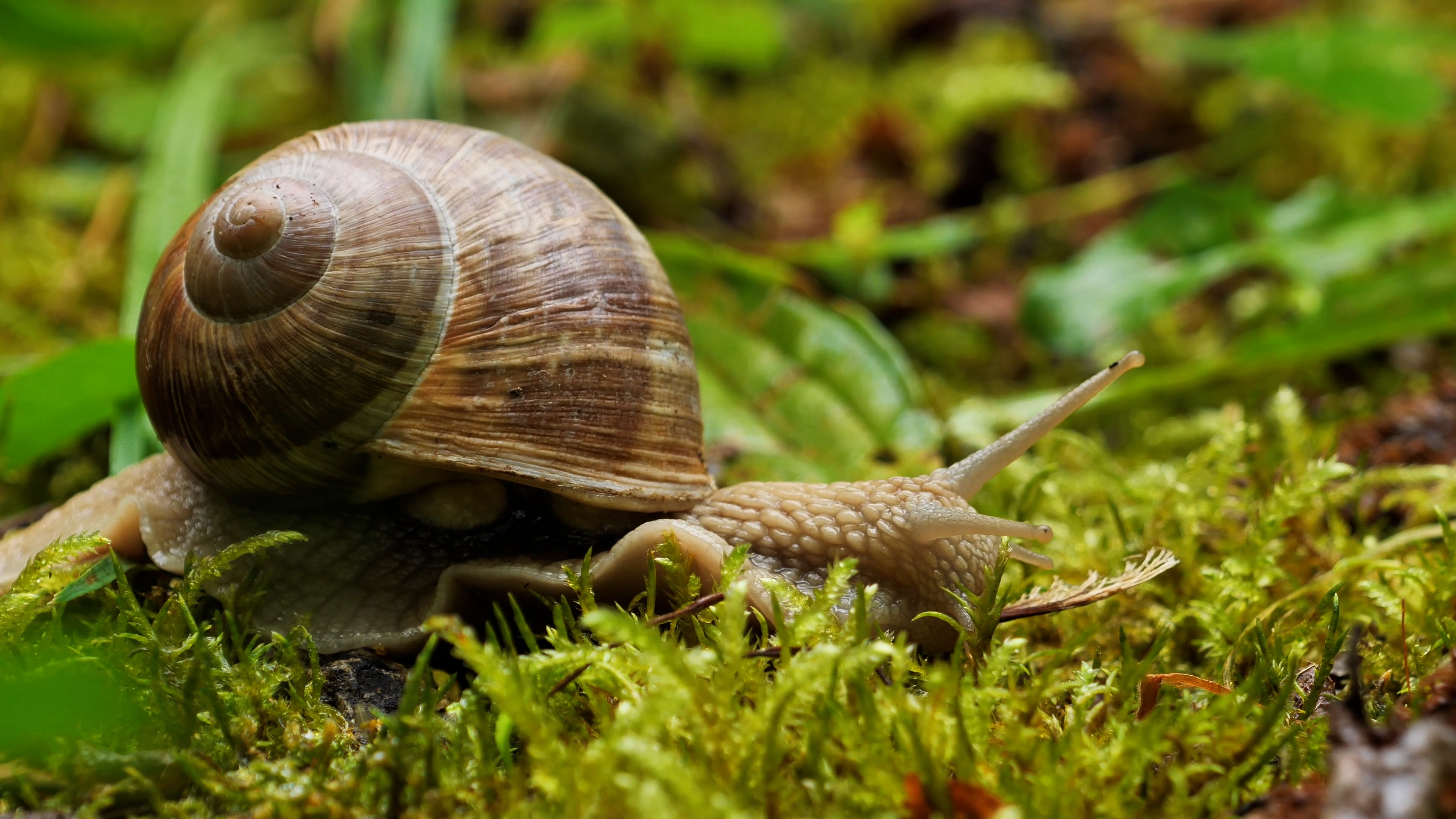 snail