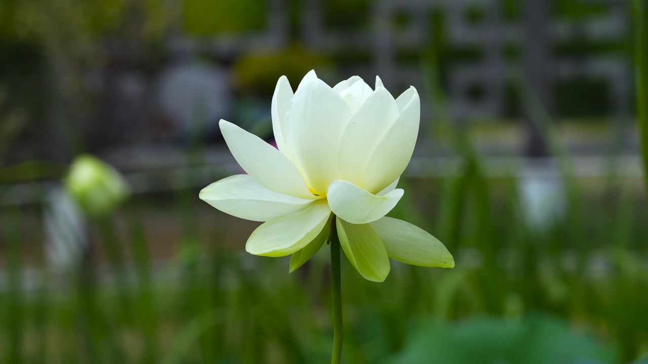 flower, lotus, aquatic plants, wind, pond