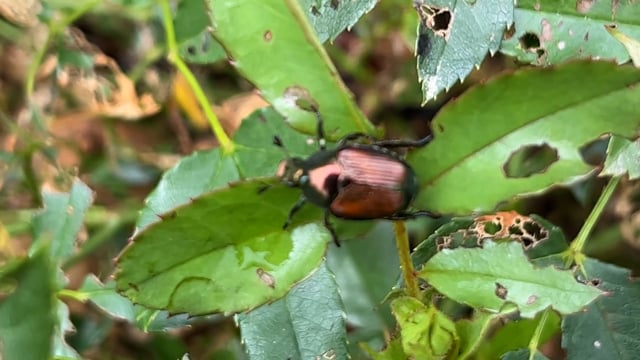 Intobole Insects Insect, Invertebrate, Animal. Free Stock Video - Pixabay