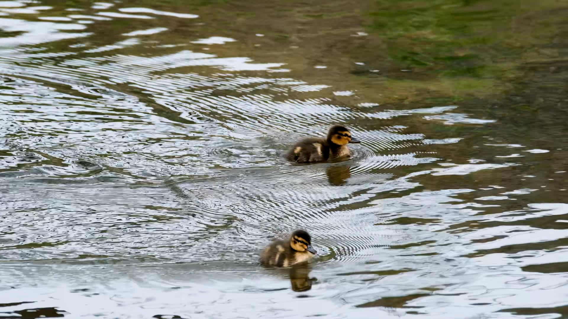 duck