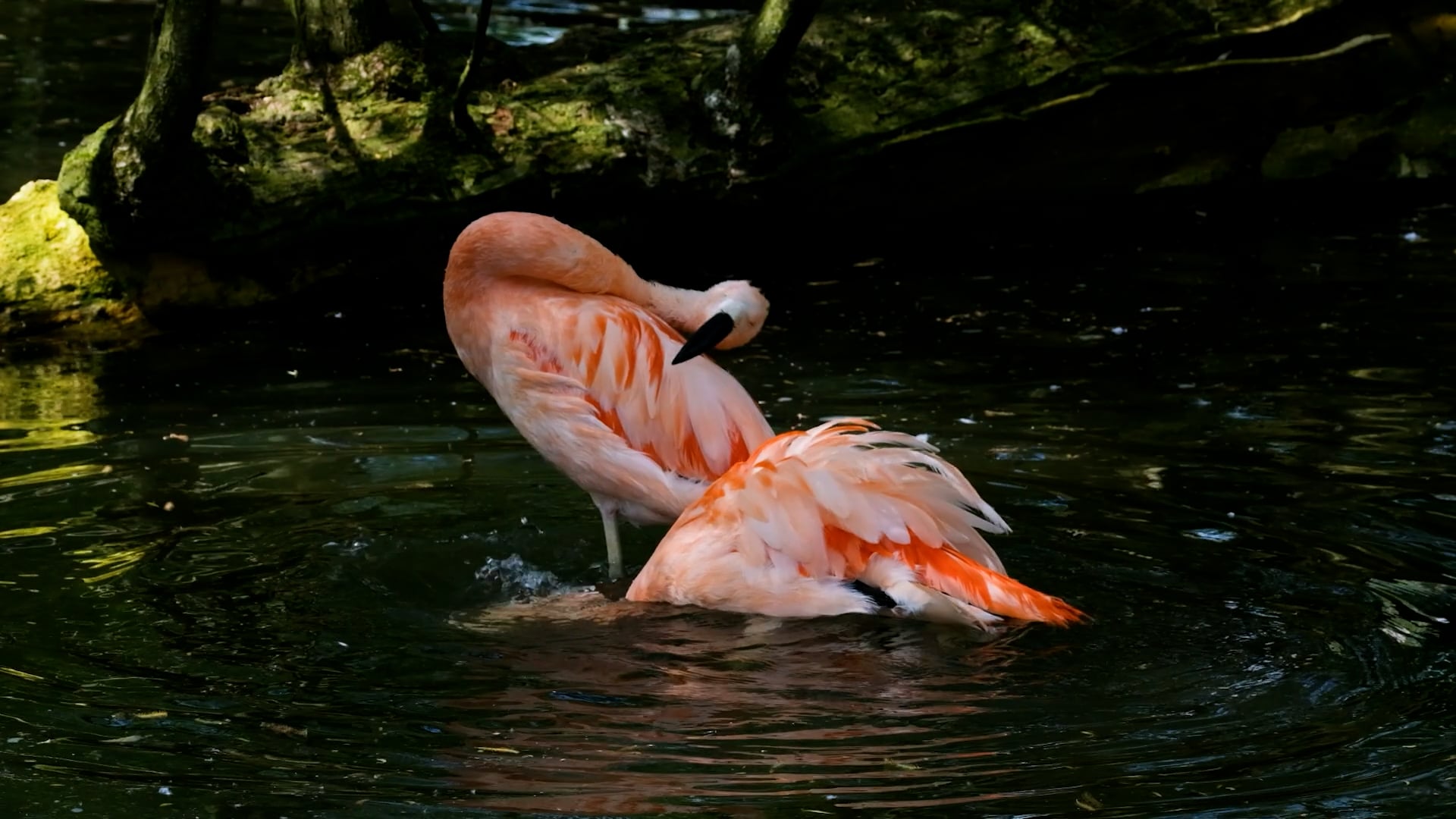 flamingo