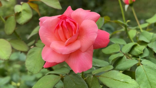 Rose Aux Pétales Roses Fleur - Free video on Pixabay - Pixabay