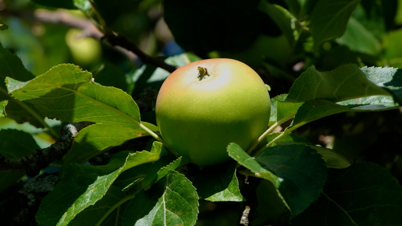 Organic Apple Fruit Videos Download 1 139 Free 4K HD Stock Footage Organic Apple Fruit Videos Download 1 139 Free 4K HD Stock Footage