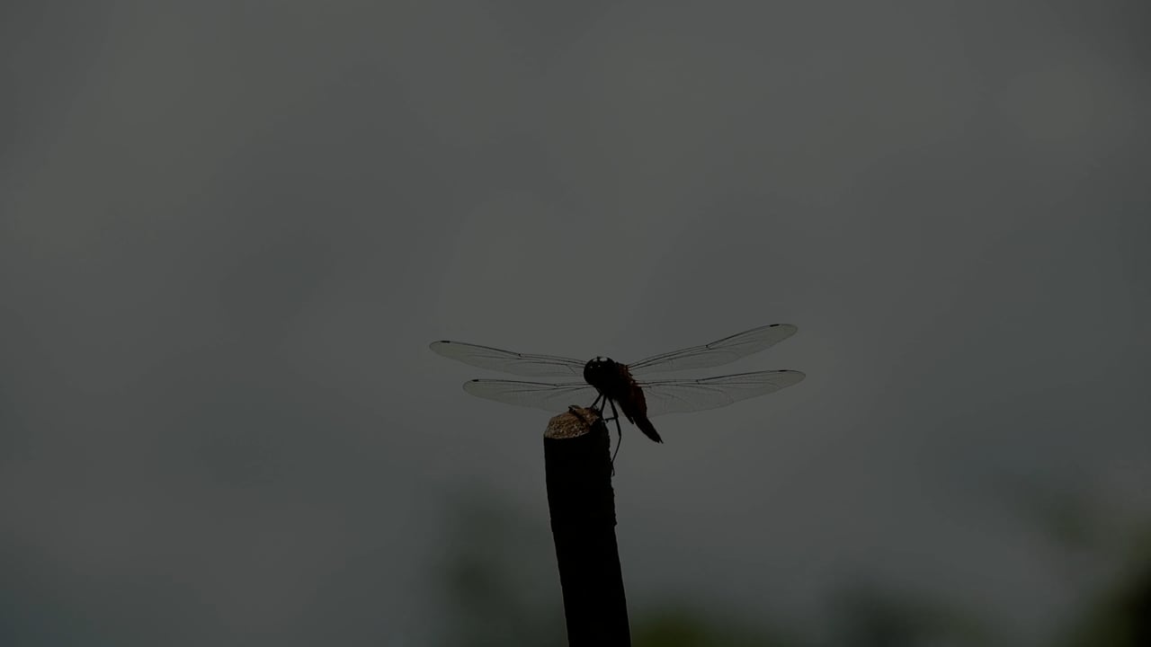 100 + 무료 잠자리 & 곤충 동영상, HD & 4K 영상 - Pixabay