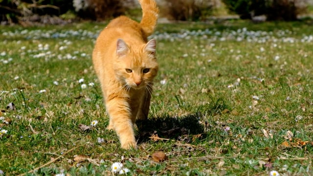 Video by NickyPe on Pixabay: cat, pet, orange cat, domestic cat, cute, animal, redhead, wildlife, slow motion