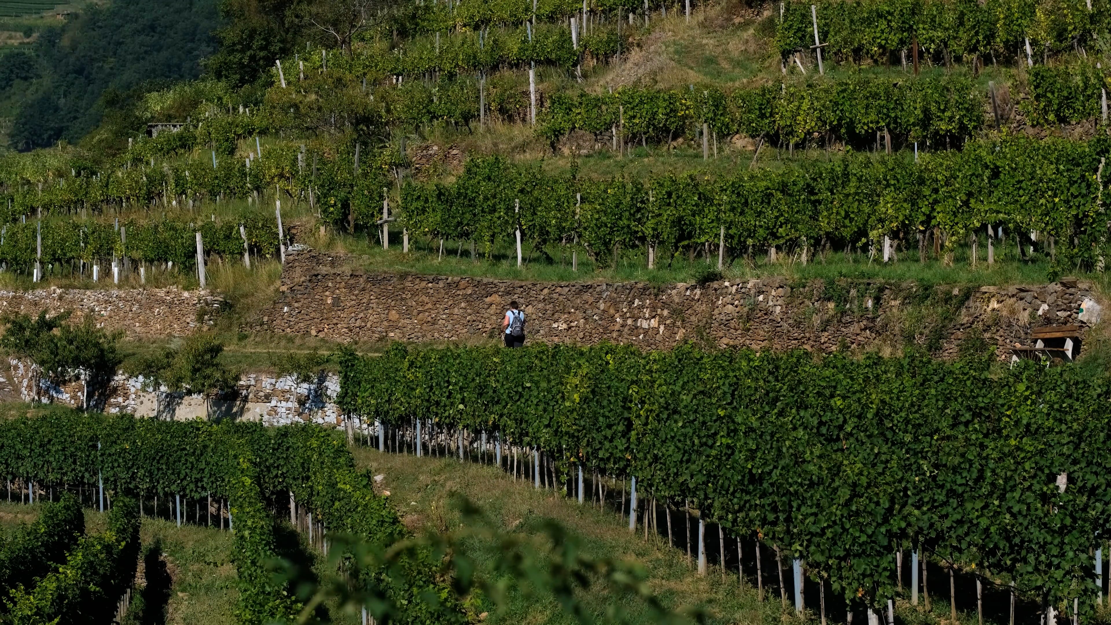 Woman Vineyard Hike Wine Growing