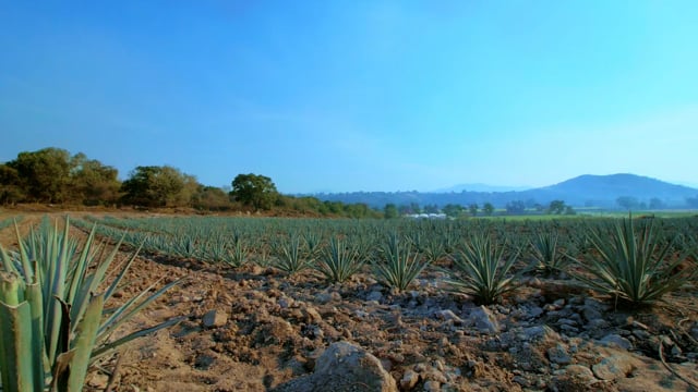 cosrx aloe soothing sun cream spf50 COSRX main image 1