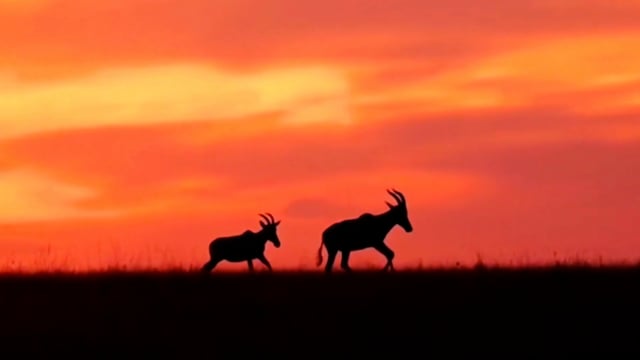 4K WORLD ANIMALS intelligence overview