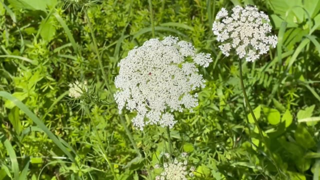 Wild Carrot, Wildflowers, White Wildflower. Free Stock Video - Pixabay