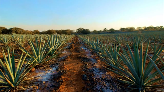 Plants, Agave, Agriculture. Free Stock Video