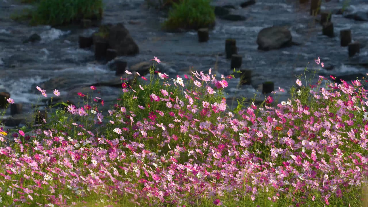 Flowers Cosmos Wind Free Stock Video Pixabay