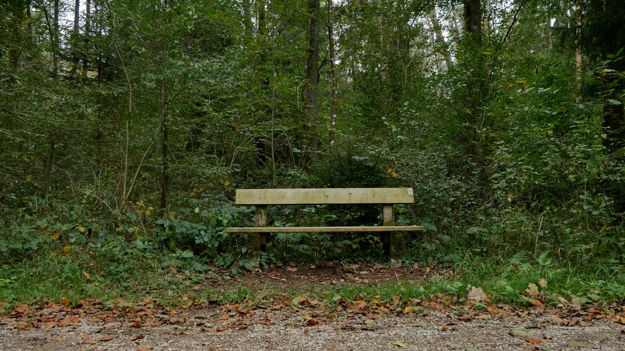 Bench, Path, Trees. Free Stock Video - Pixabay