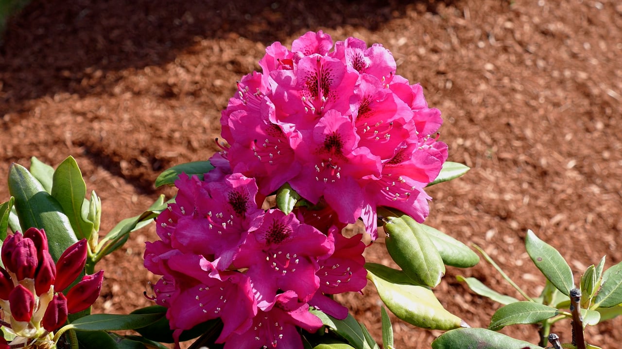 Flowers, Rhododendron, Azalea. Free Stock Video - Pixabay
