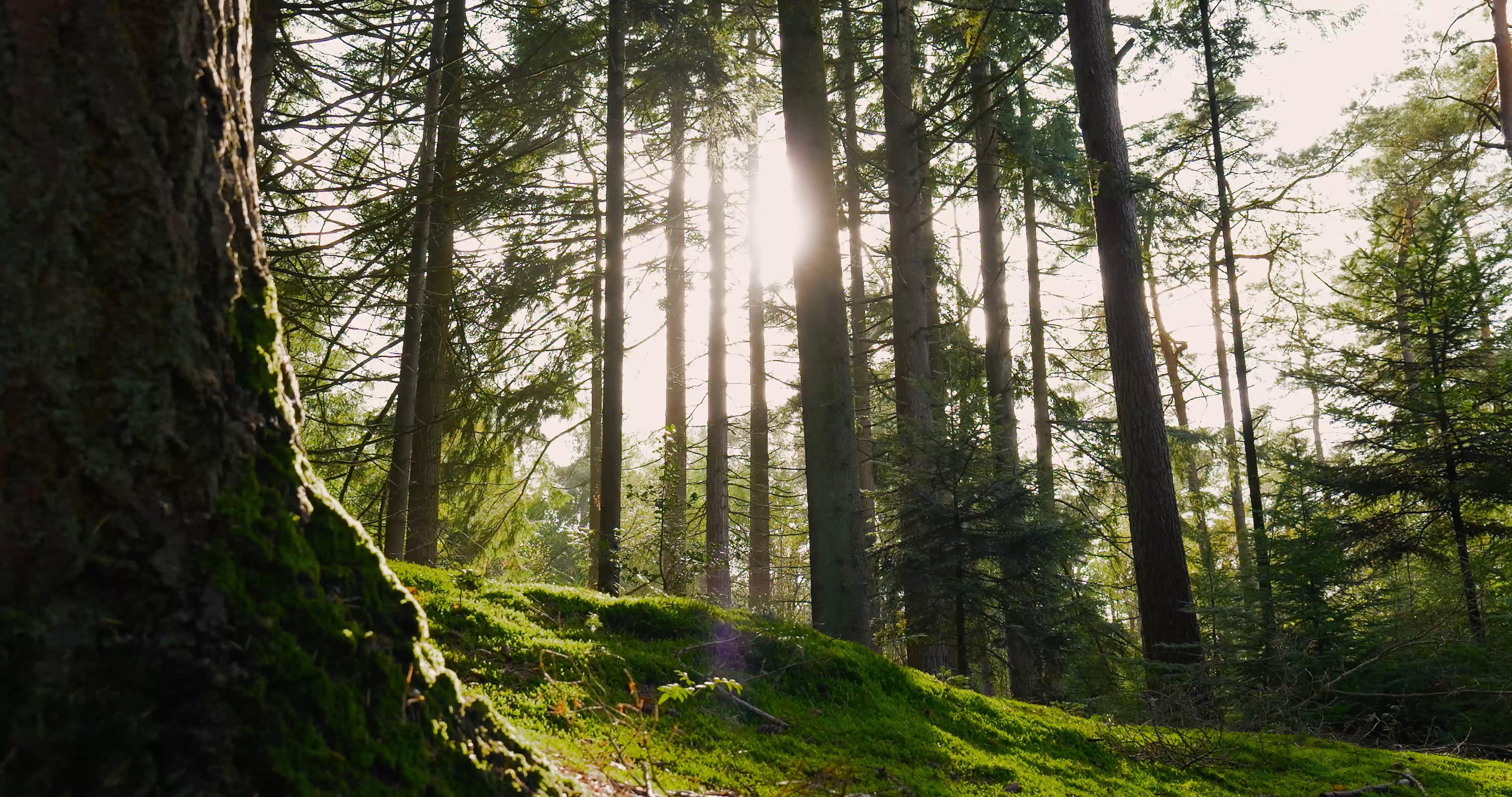 trees