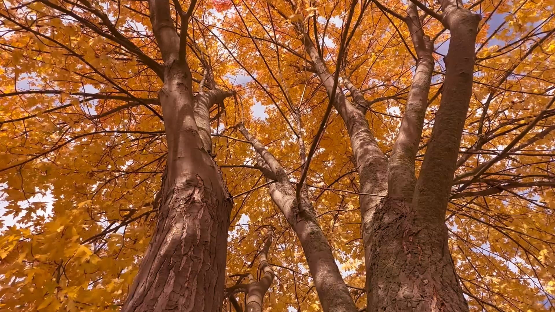 trees — free pixabay stock footage