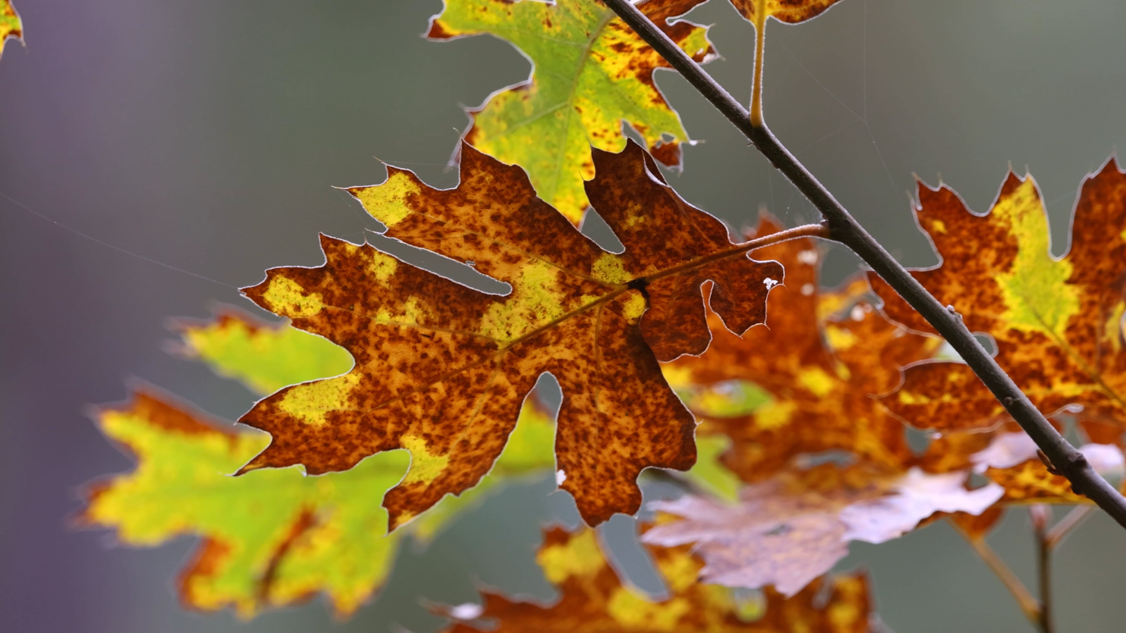 leaf — free pixabay stock footage