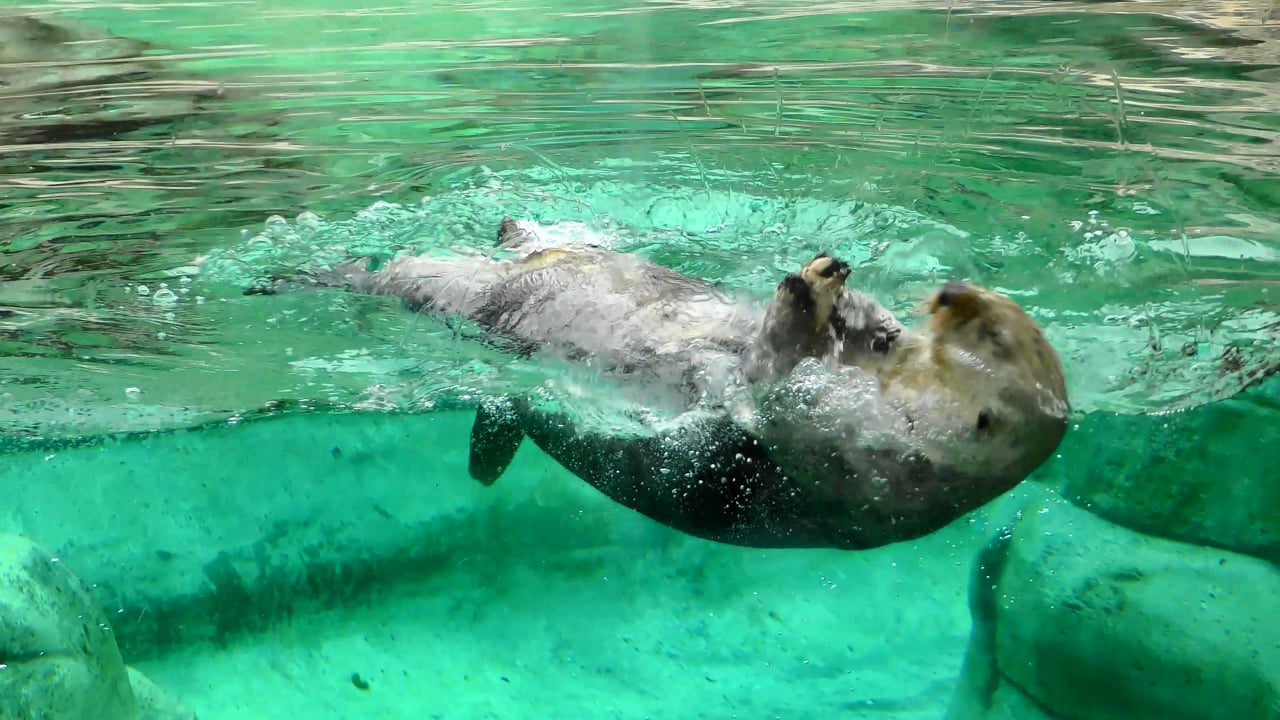 Sea Otter, Animal, Swimming. Free Stock Video - Pixabay