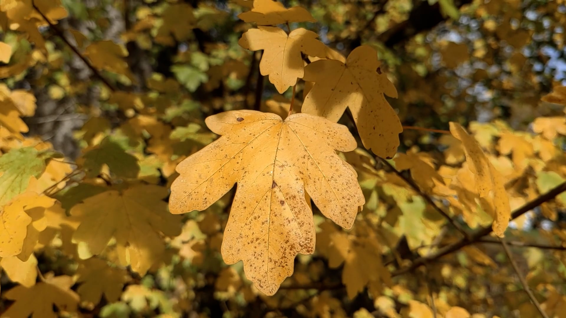 autumn leaves — free pixabay stock footage