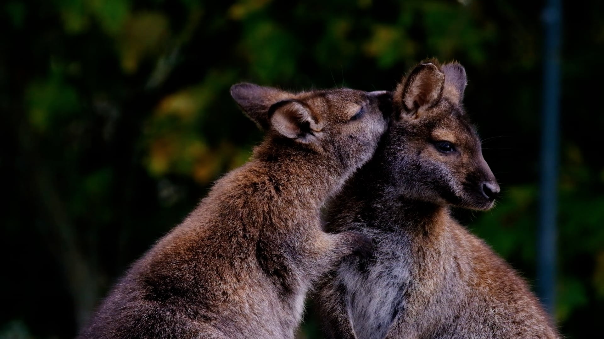 kangaroos