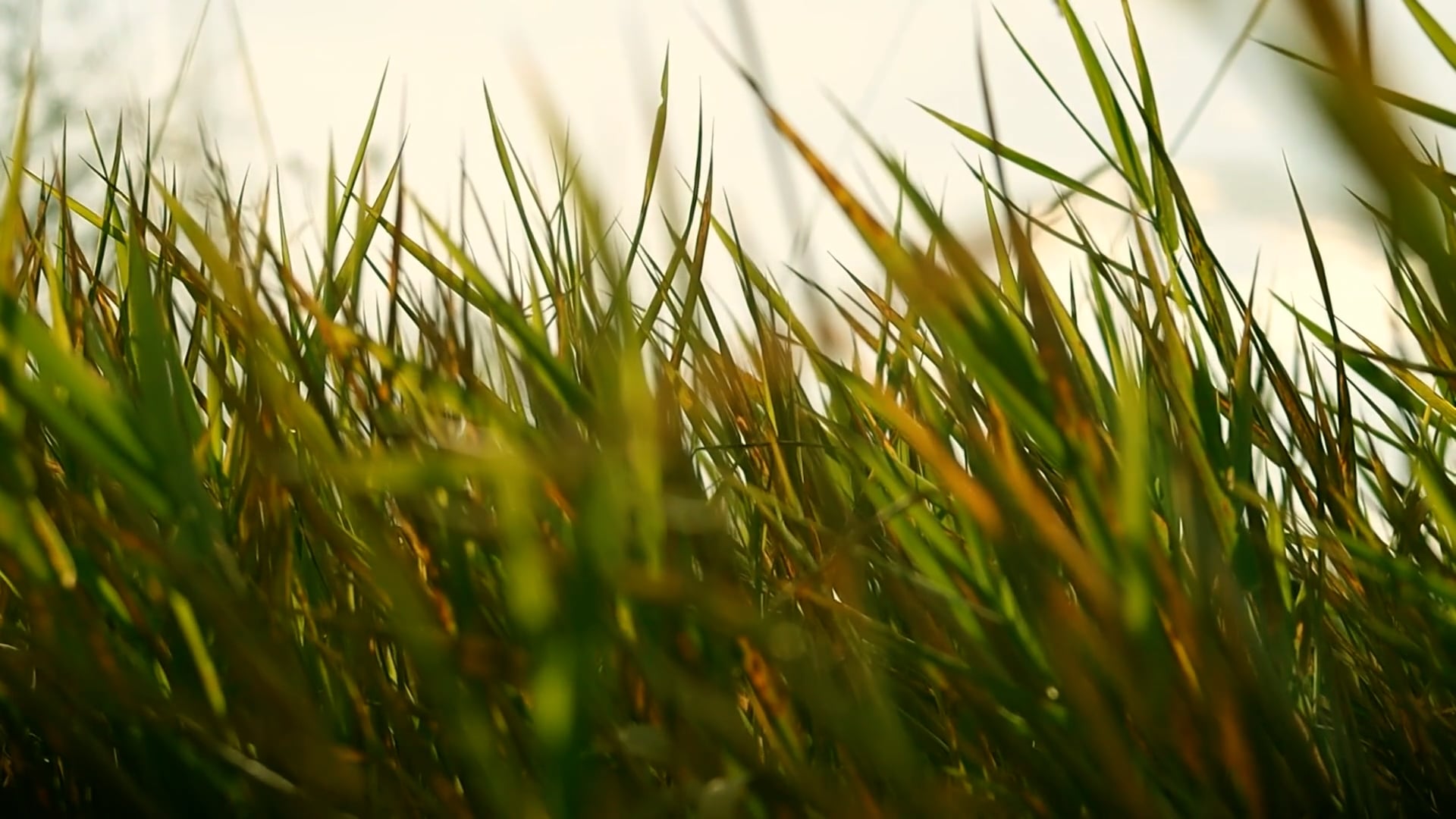 grass