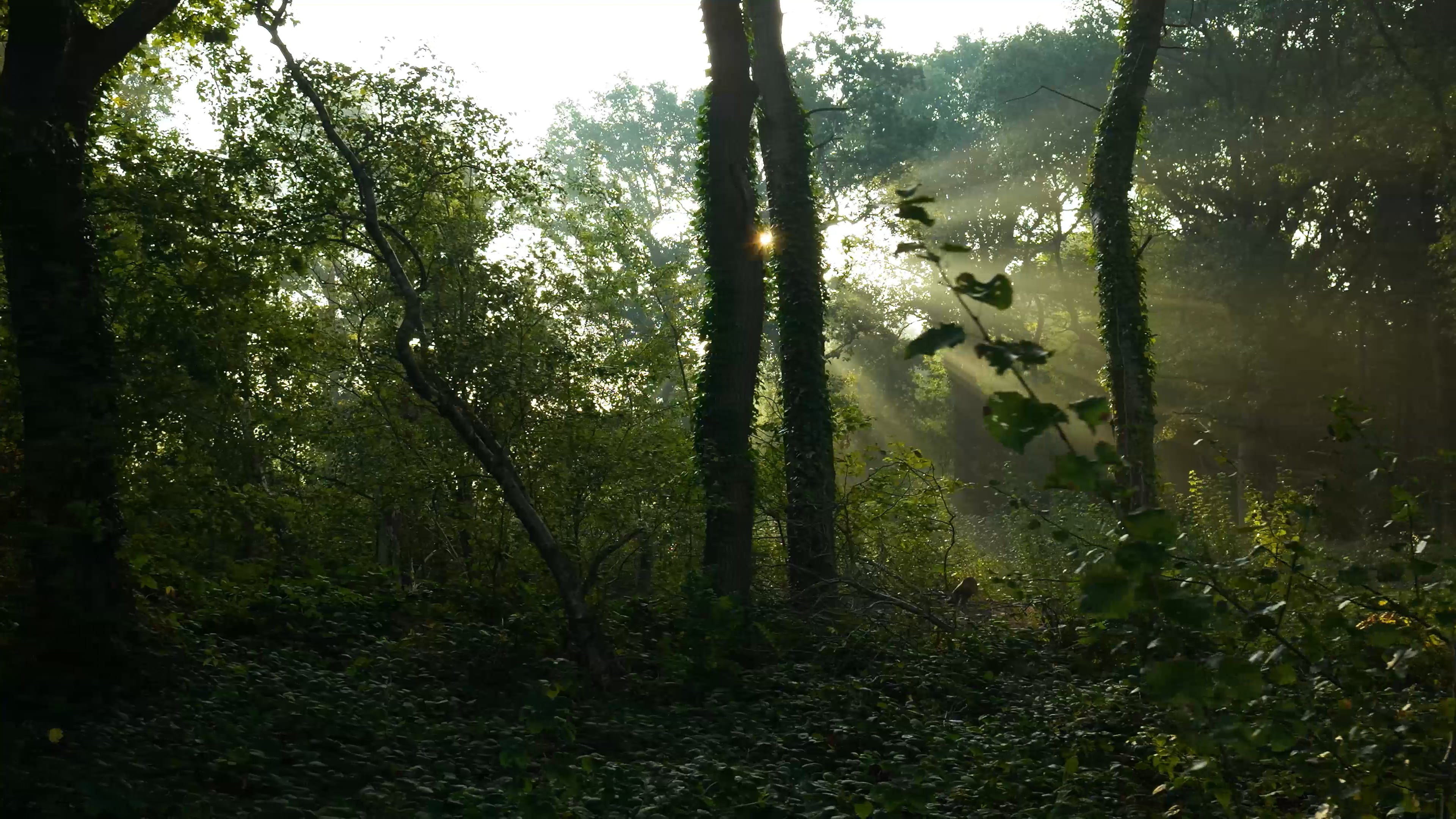 trees — free pixabay stock footage