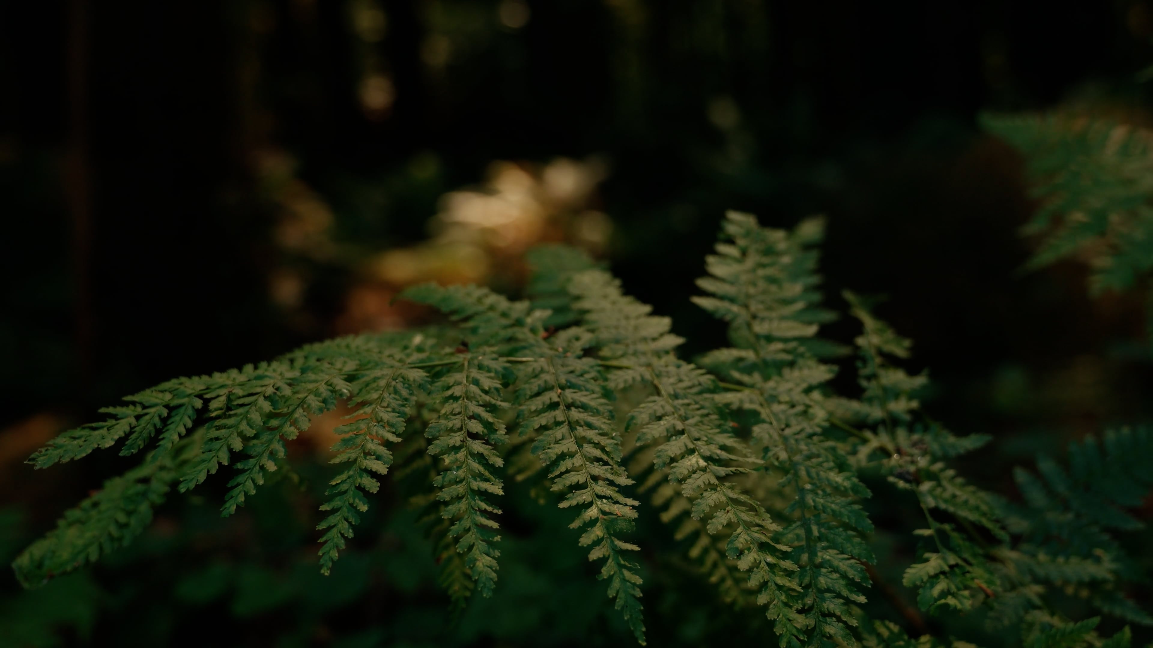 fern