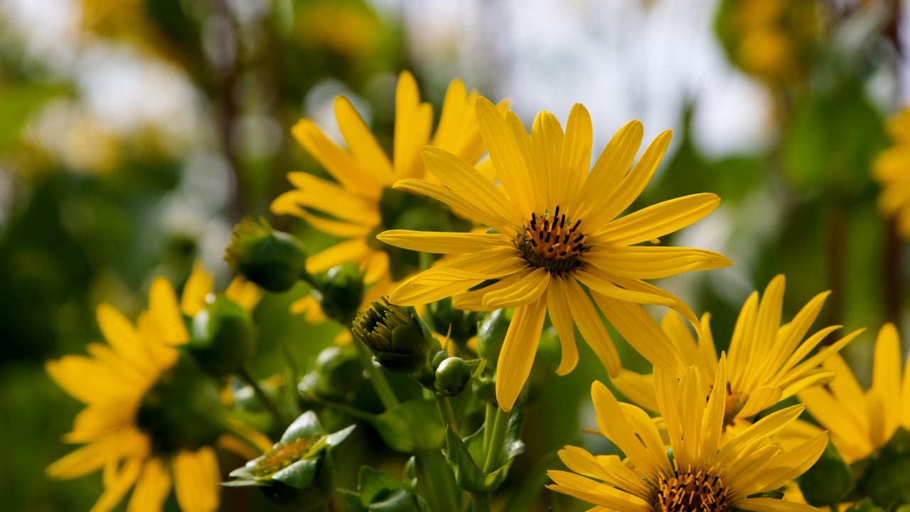 20000以上の無料黄色の花&花動画、HD&4Kクリップ - Pixabay