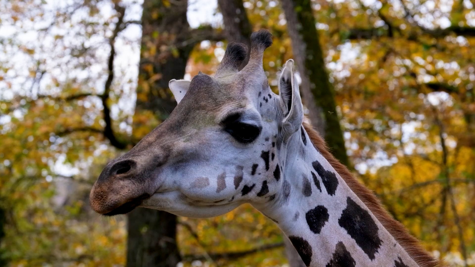 giraffe
