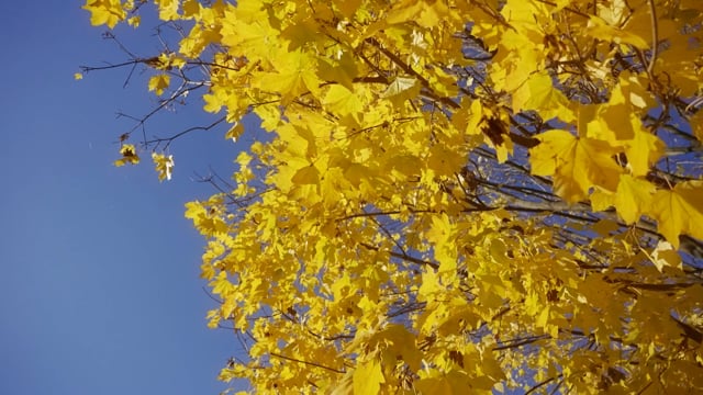 Leaves, Foliage, Tree. Free Stock Video - Pixabay