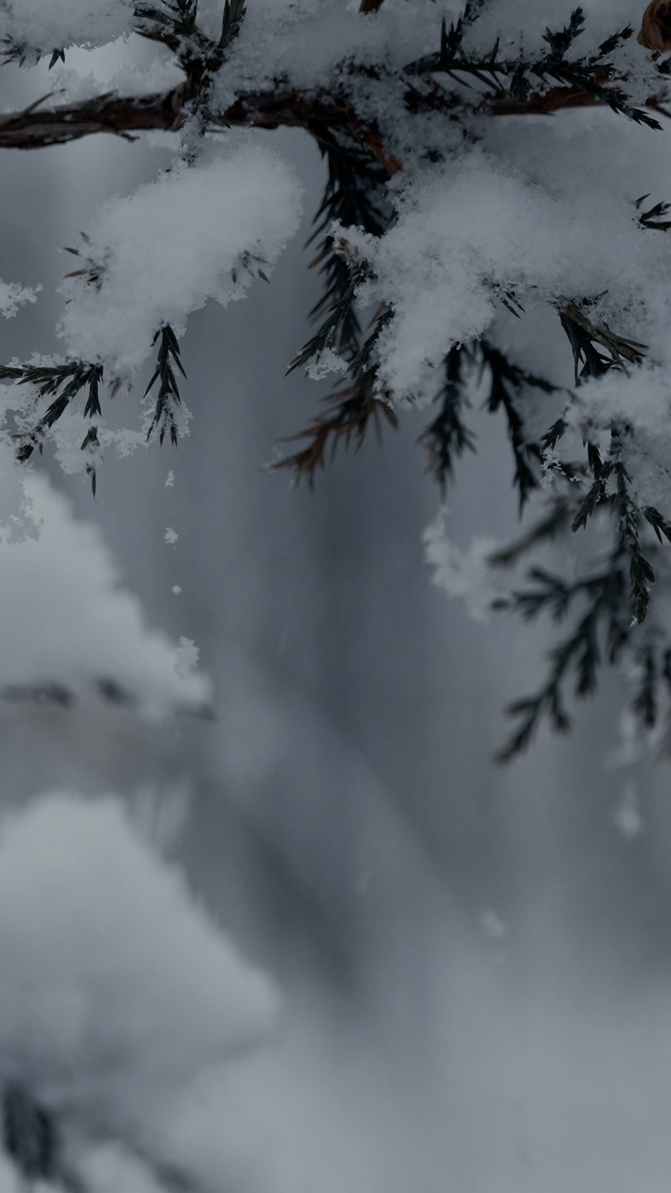 pine tree