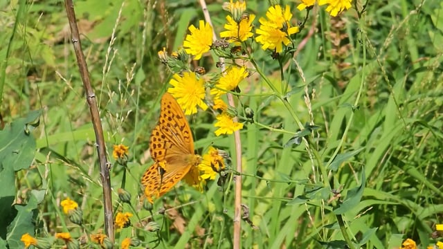 Butterfly, Insect, Flowers. Free Stock Video - Pixabay