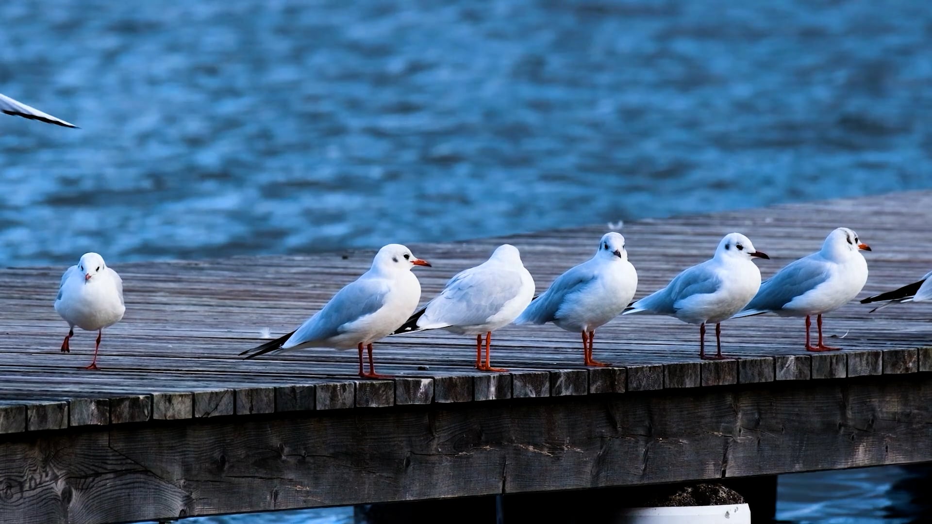 birds — free pixabay stock footage