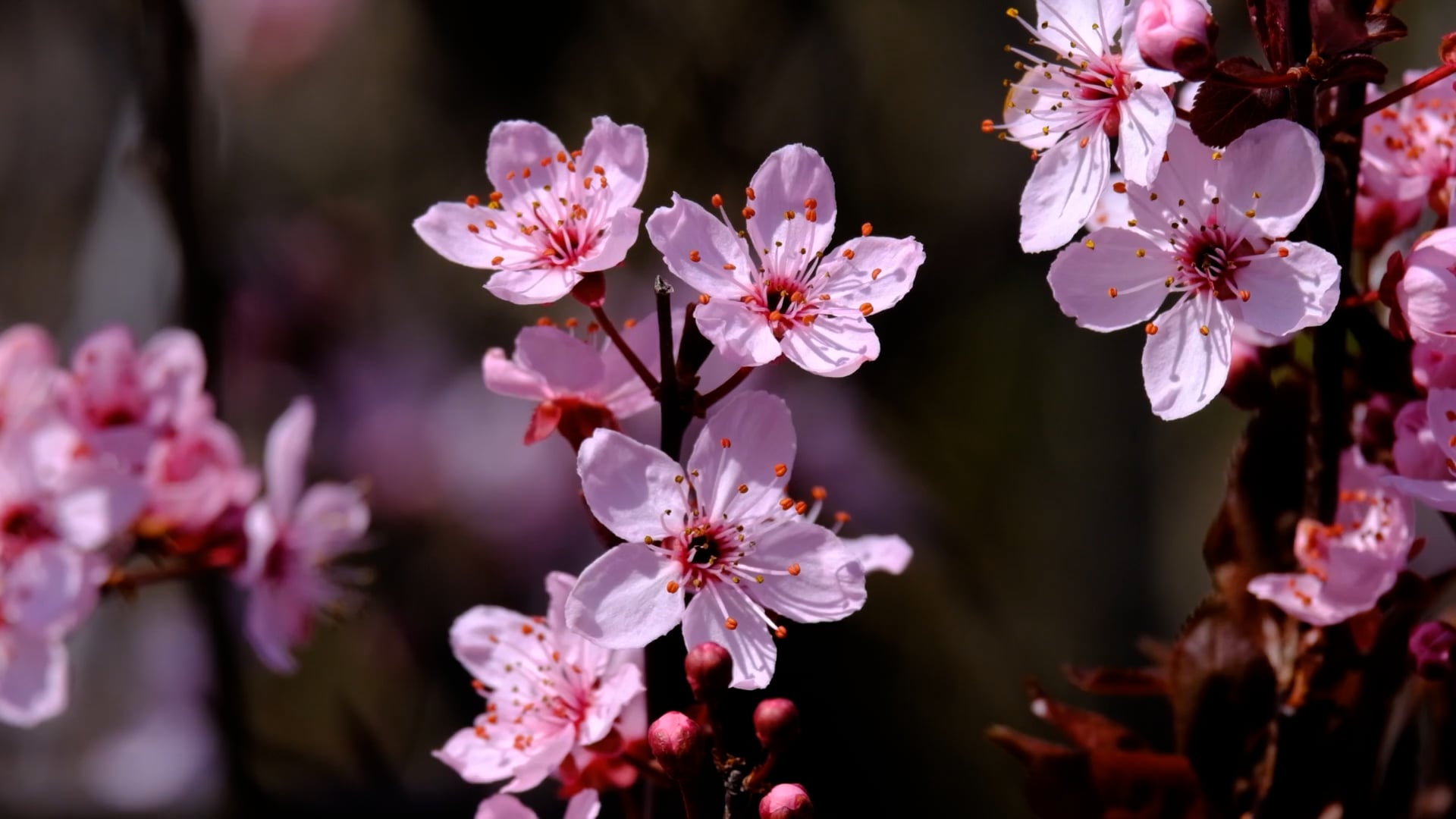 blossoms — free pixabay stock footage