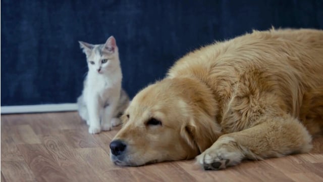 Video by thamnguyen_vincent on Pixabay: cat, dog, pets, cute, animals