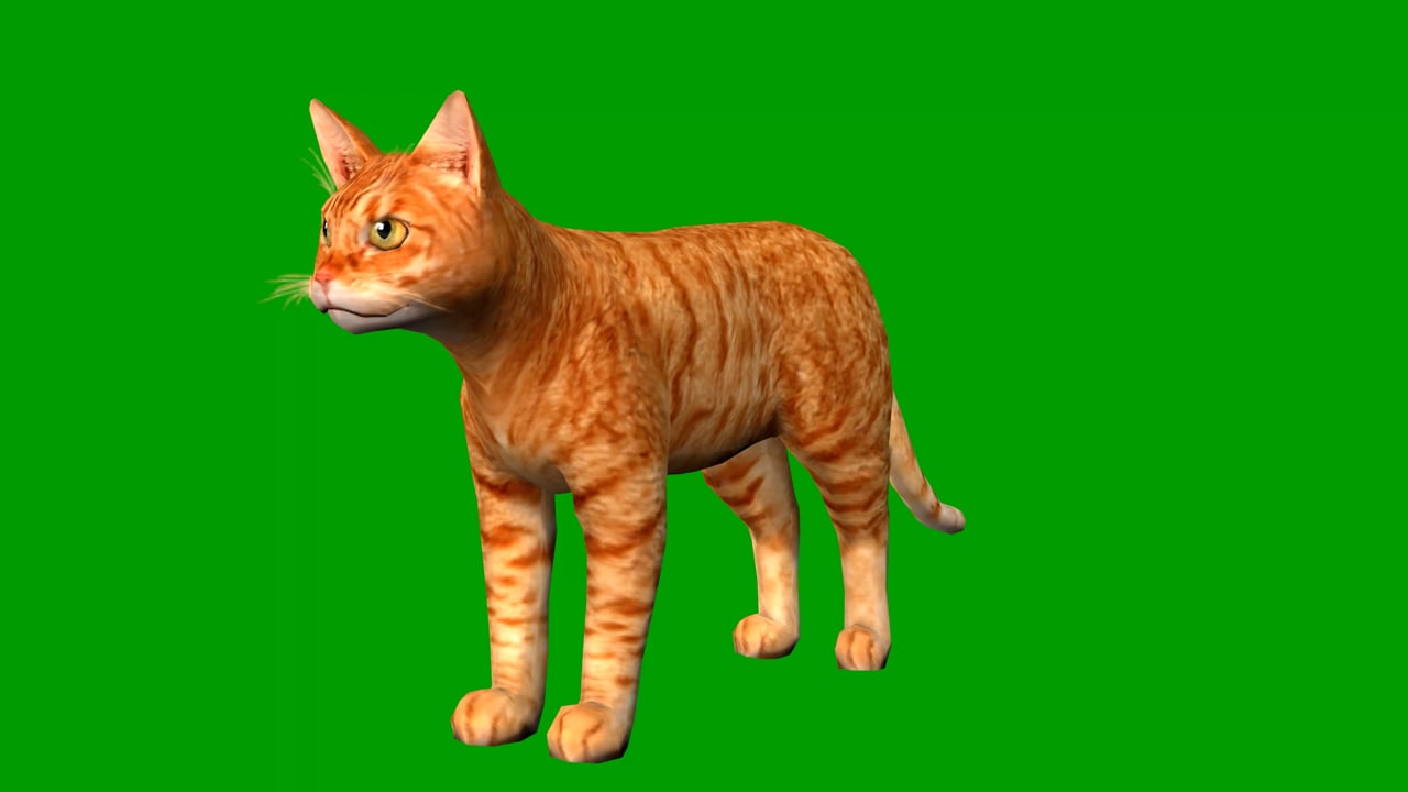 Cat Green Screen Videos Download 9 752 Free 4K HD Stock Footage 