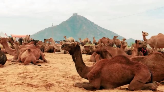 Camel, Camels, Desert. Free Stock Video - Pixabay