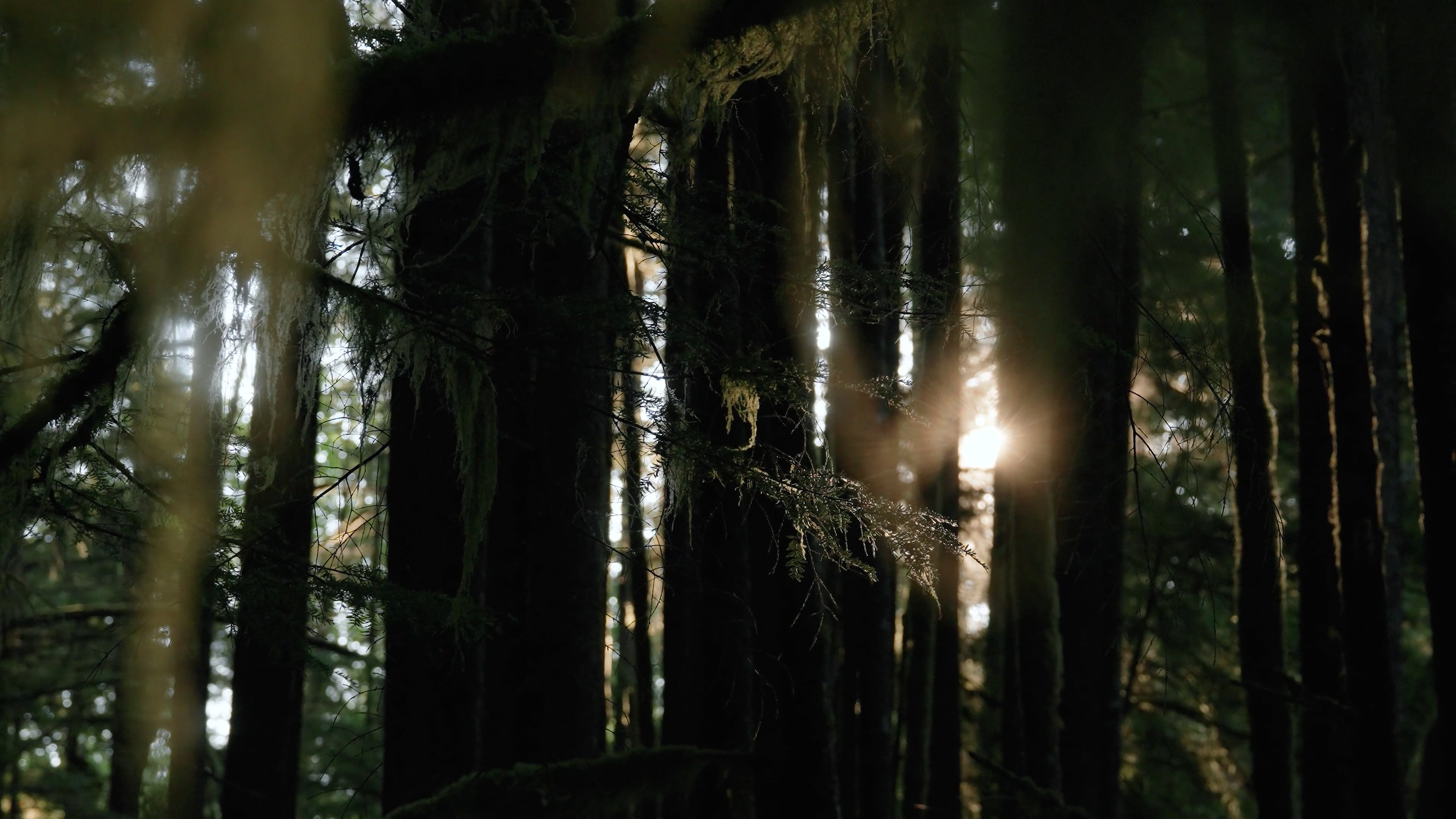 forest