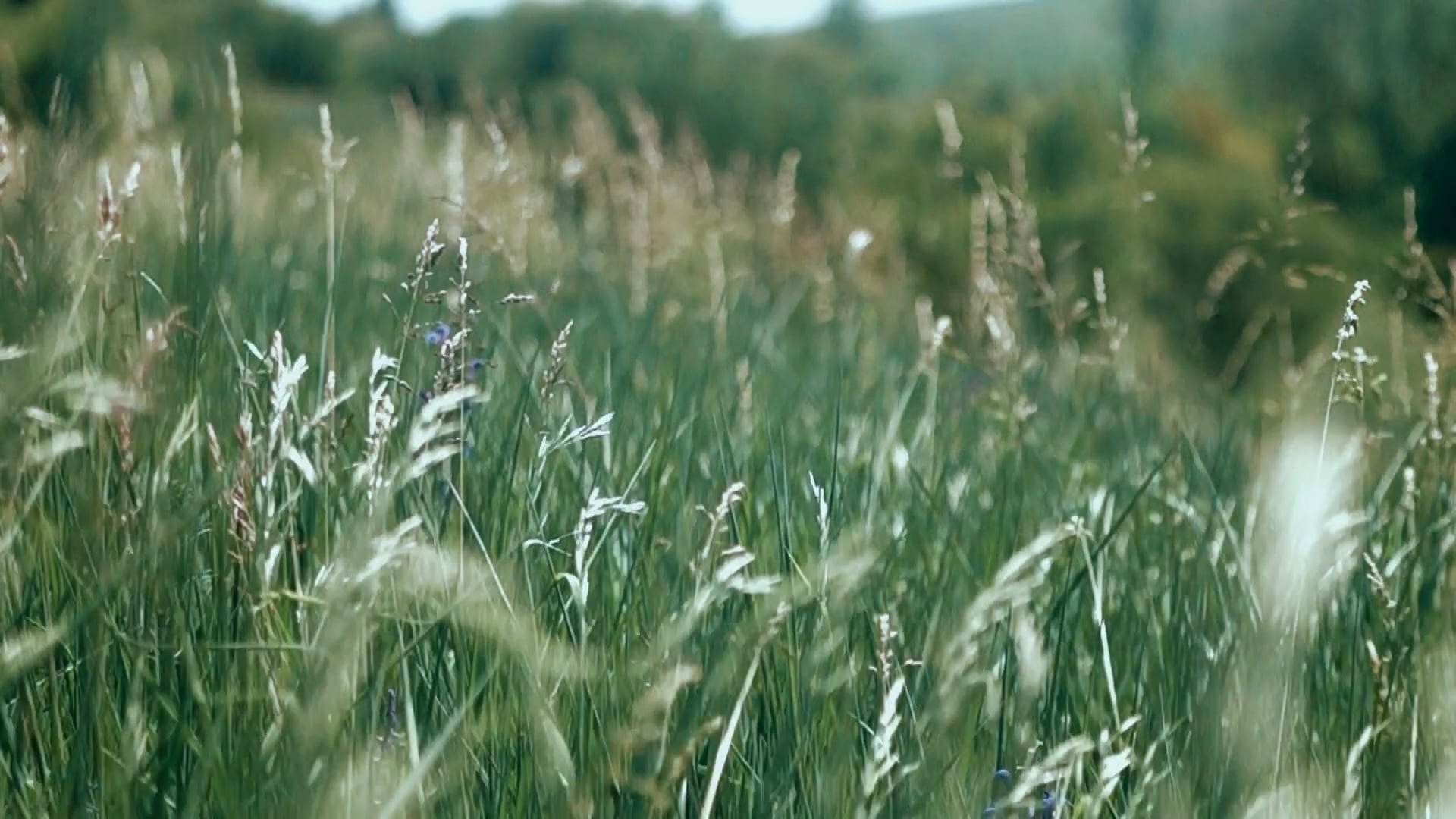 grass