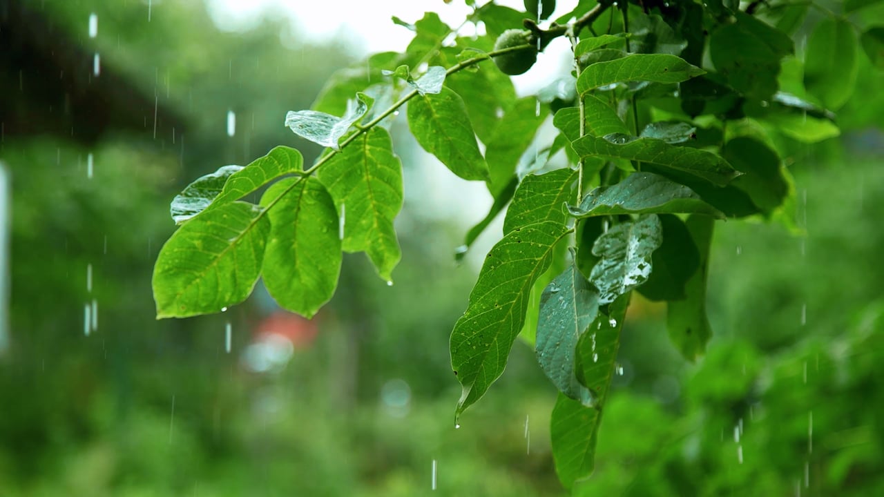 Trees, Leaves, Foliage, Rain
