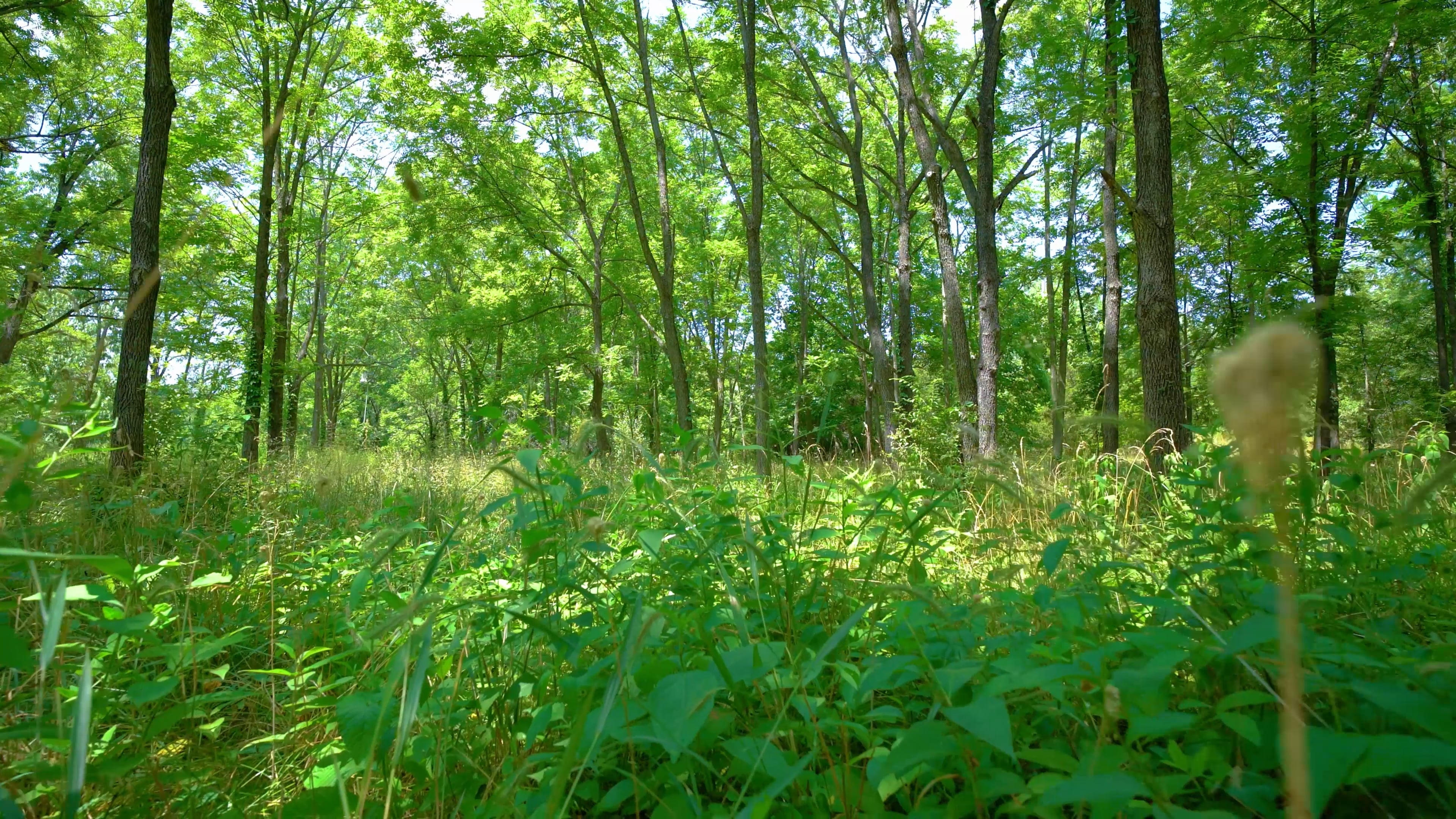 trees
