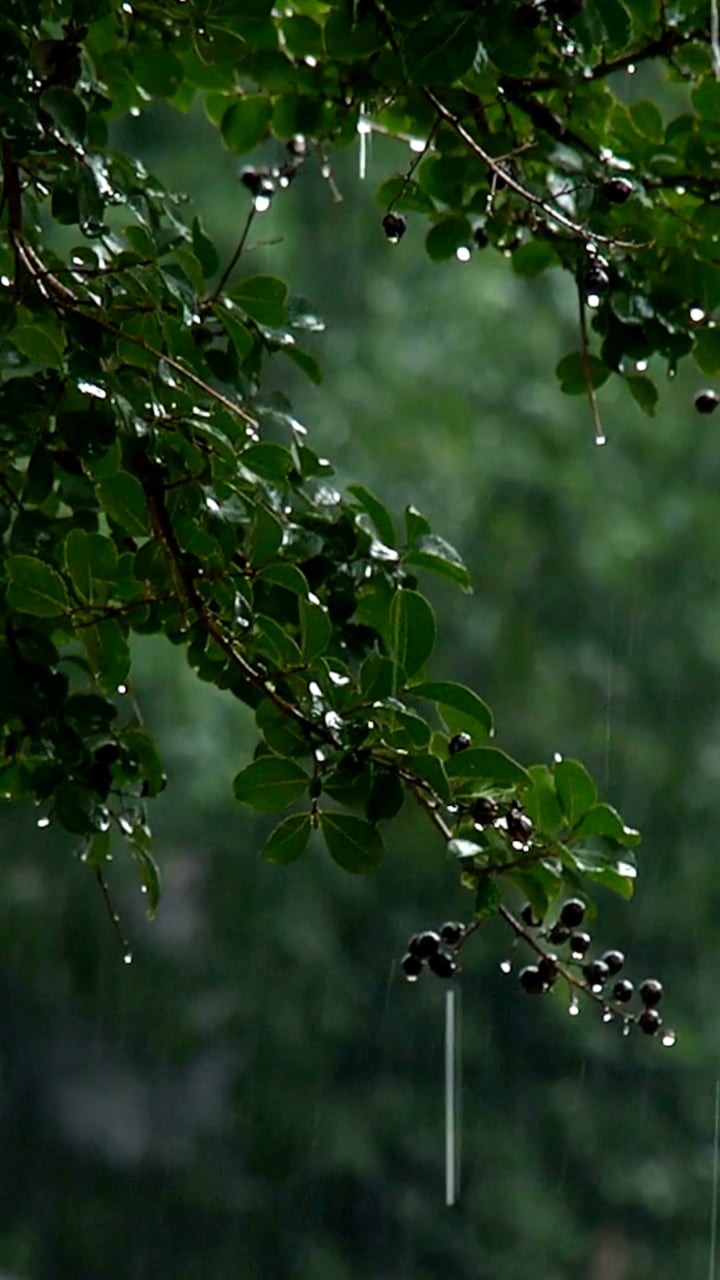 树 森林 雨 - Free video on Pixabay - Pixabay