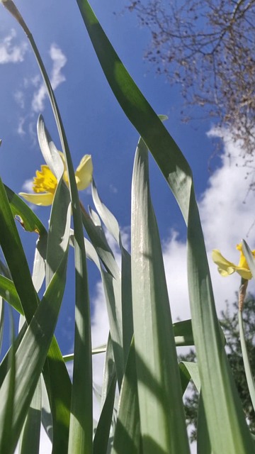 Daffodils Flowers Spring Free Stock Video Pixabay