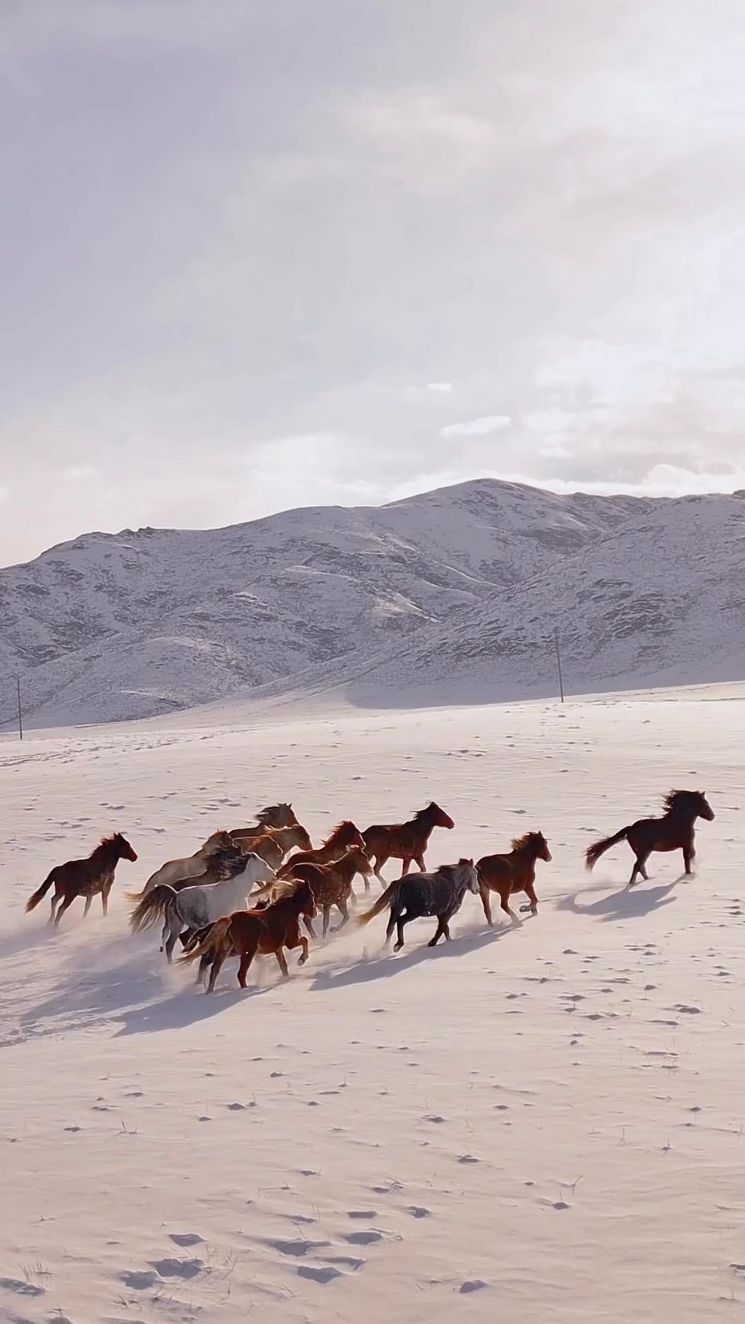 horses