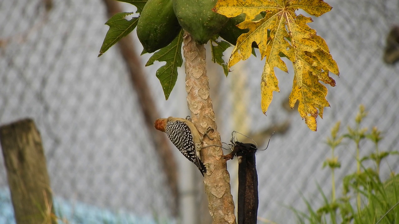 Bird, Animal, Nature, Colombia