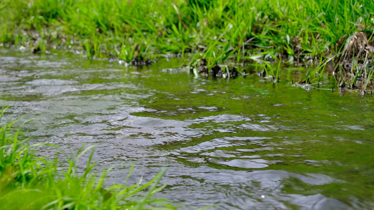 River, Stream, Brook. Free Stock Video - Pixabay