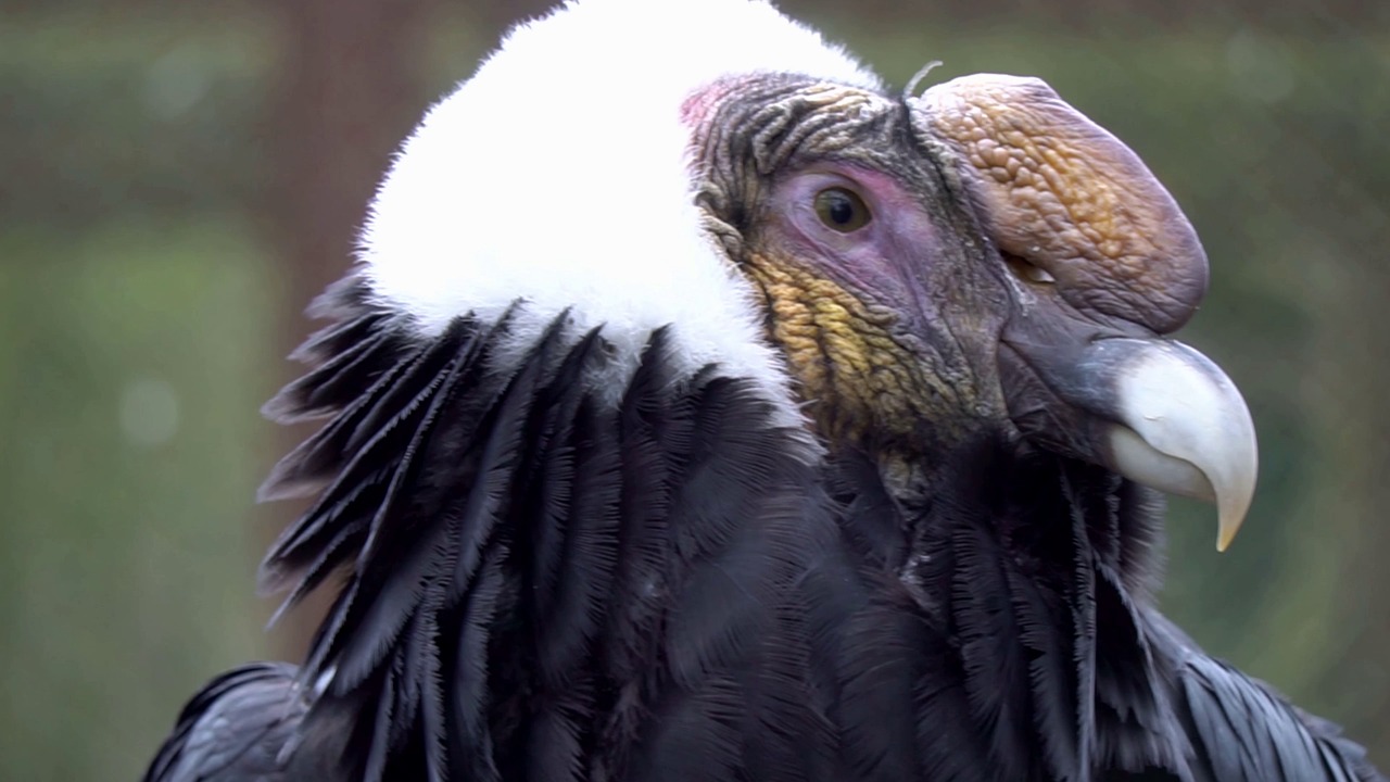 Condor, Raptor, Portrait. Free Stock Video - Pixabay