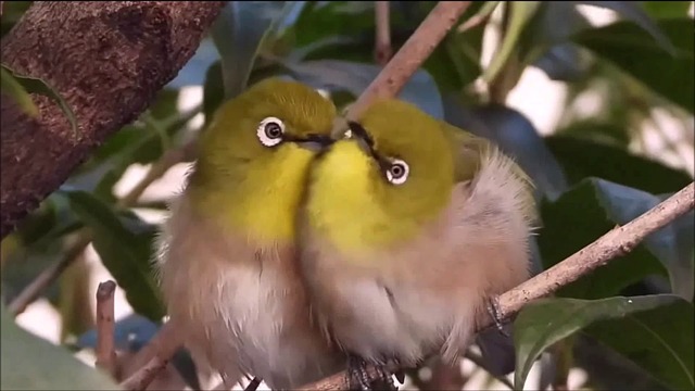 白眼 鸟 自然 - Free video on Pixabay